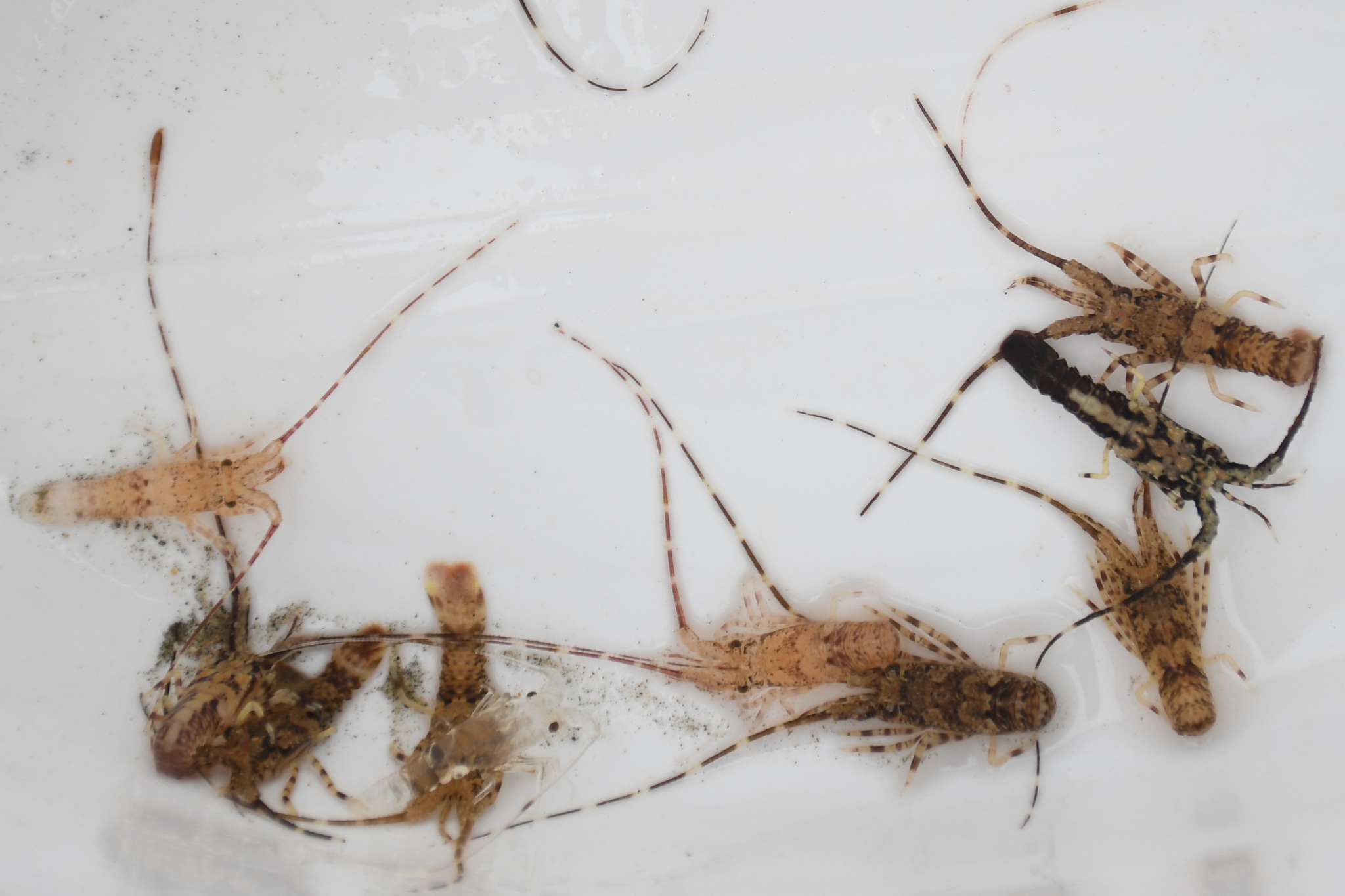 Săn loại tôm nhỏ bằng đầu đũa, bán 140 nghìn đồng mỗi con - 5