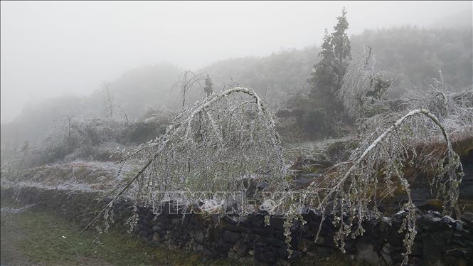 Băng tuyết phủ trắng cao nguyên đá Đồng Văn trong đợt rét rất hiếm - 8