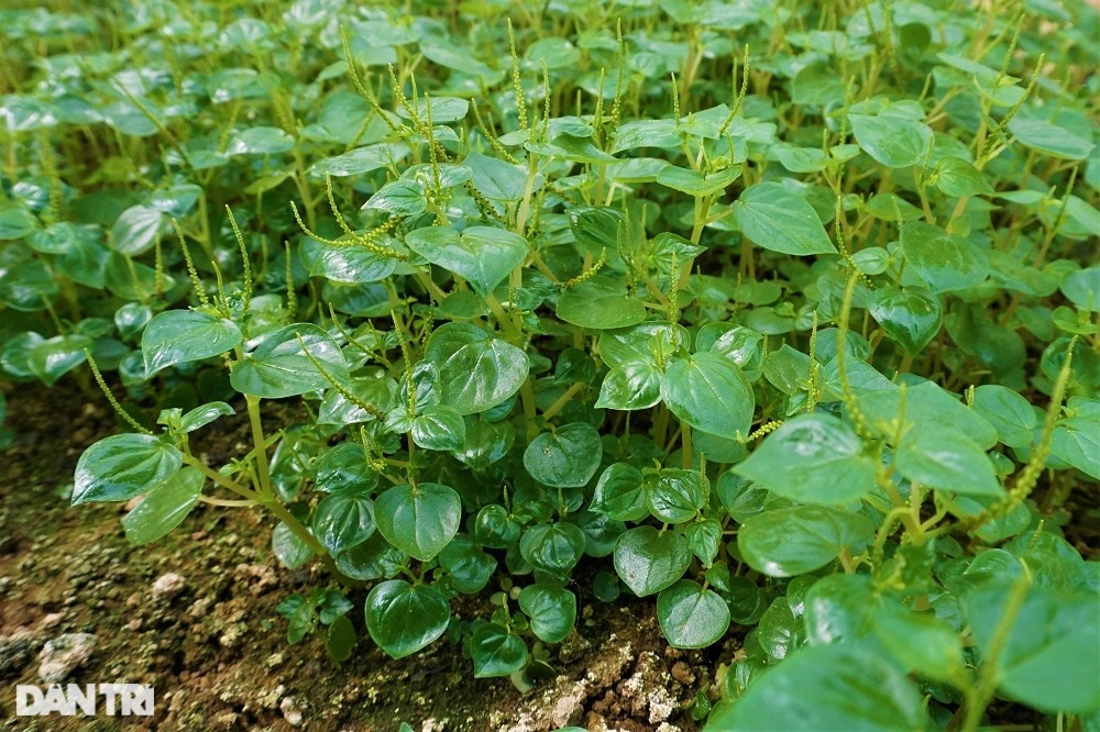 Lão nông mang rau dại về trồng, bất ngờ thu nhập cao - 6