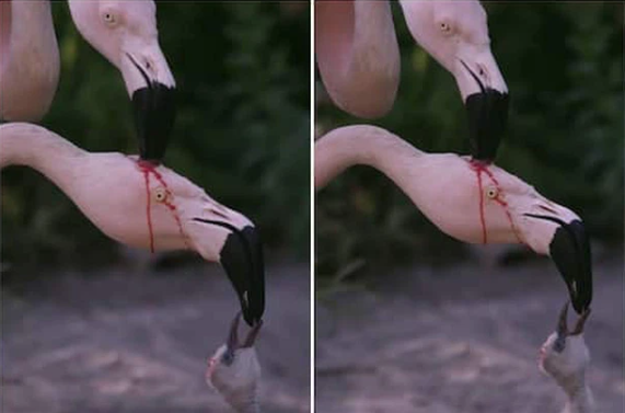 Điều bất ngờ ẩn sau hành động gây sốc của hồng hạc - 2