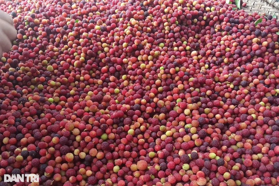 Phụ nữ nghèo kiếm tiền triệu mỗi ngày nhờ lộc rừng trên dãy Hoành Sơn - 4