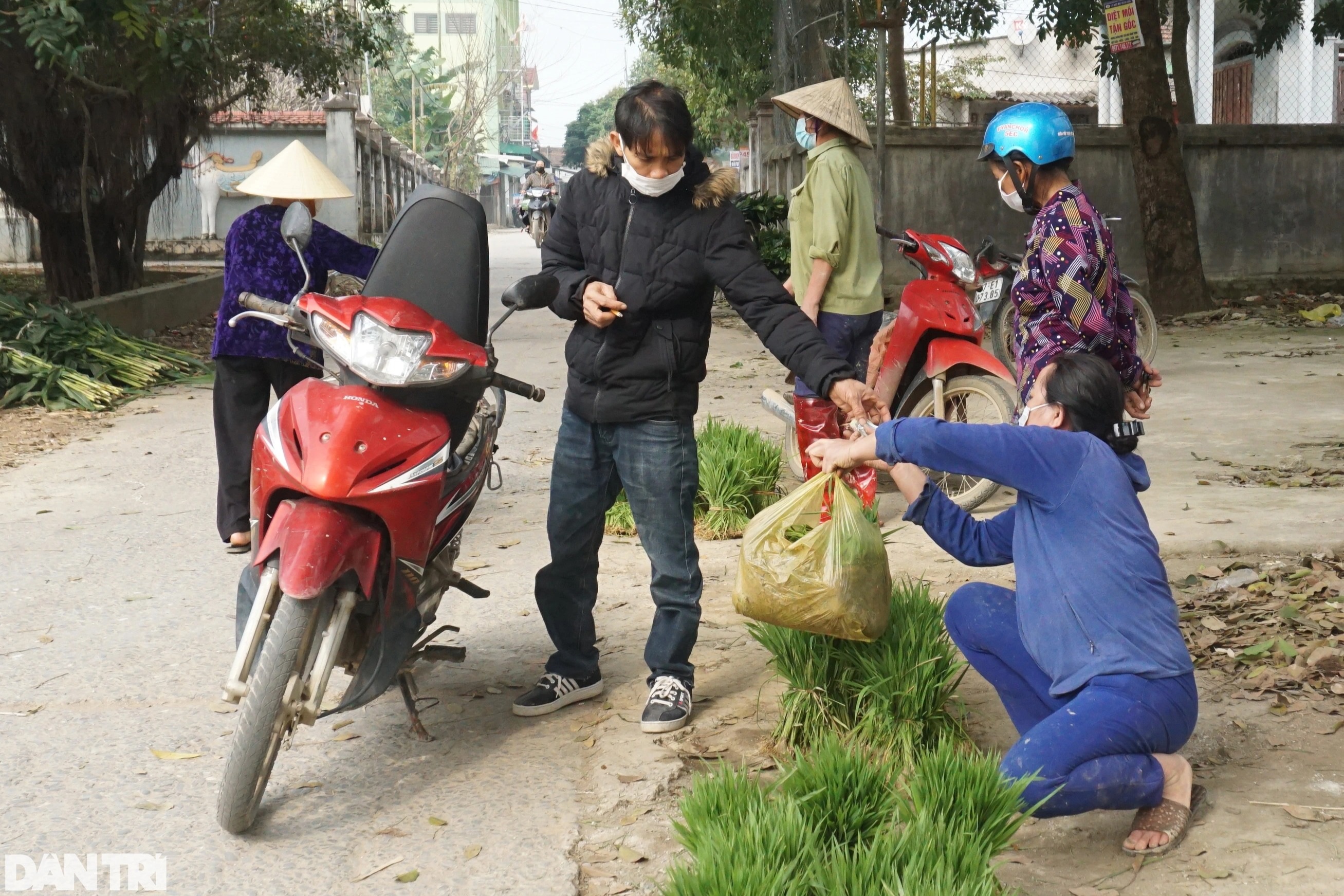 Nhổ lúa non bán như rau, nông dân bỏ túi cả trăm ngàn đồng mỗi ngày - 9