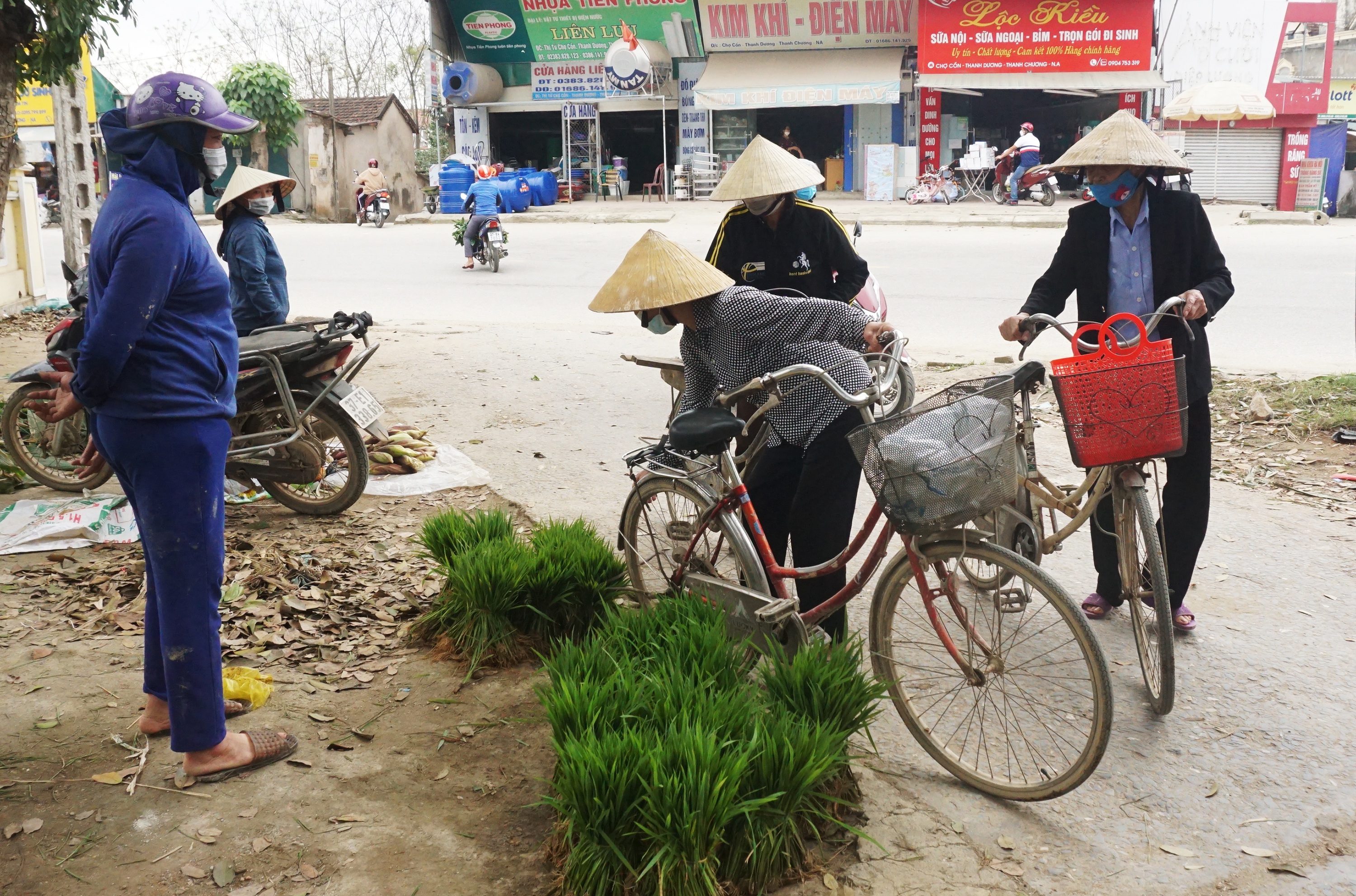 Nhổ lúa non bán như rau, nông dân bỏ túi cả trăm ngàn đồng mỗi ngày - 3