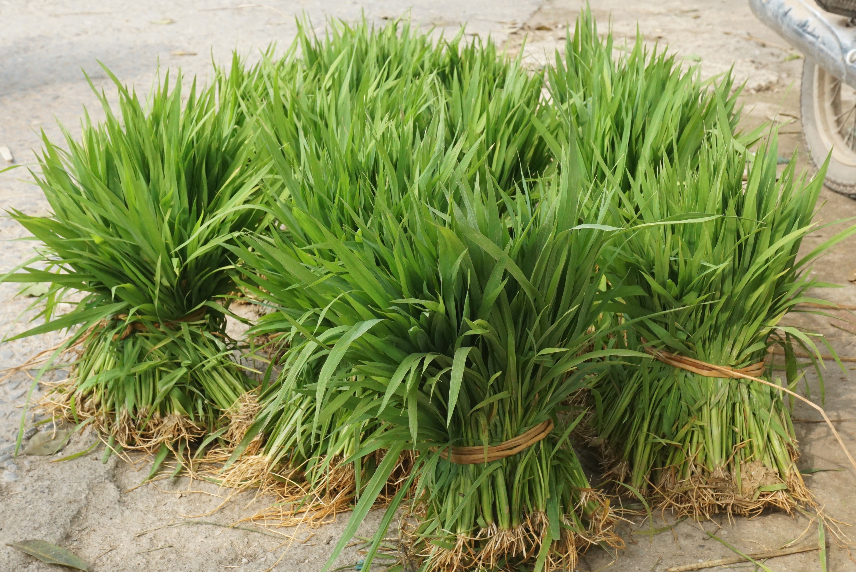 Nhổ lúa non bán như rau, nông dân bỏ túi cả trăm ngàn đồng mỗi ngày - 2