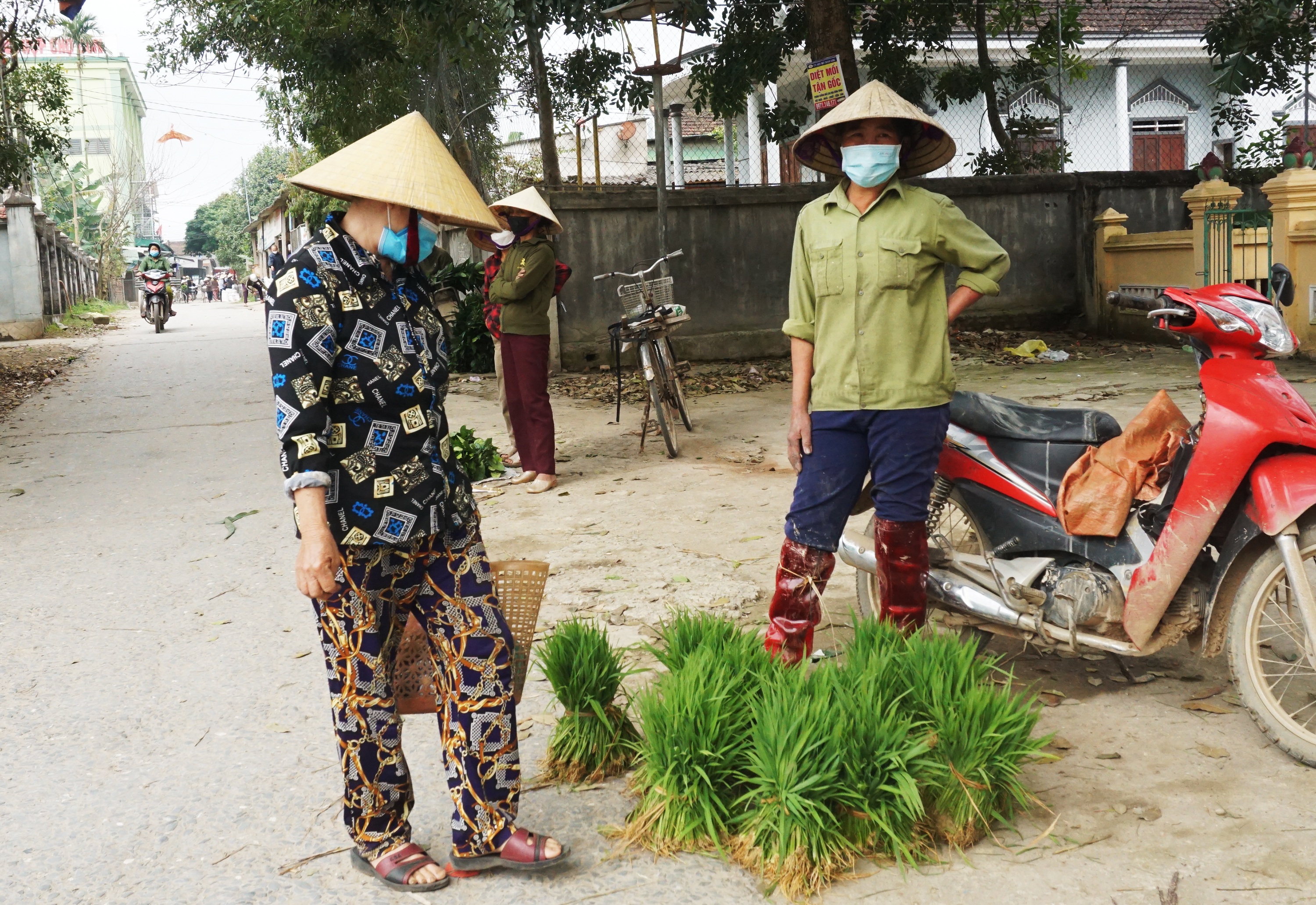 Nhổ lúa non bán như rau, nông dân bỏ túi cả trăm ngàn đồng mỗi ngày - 5