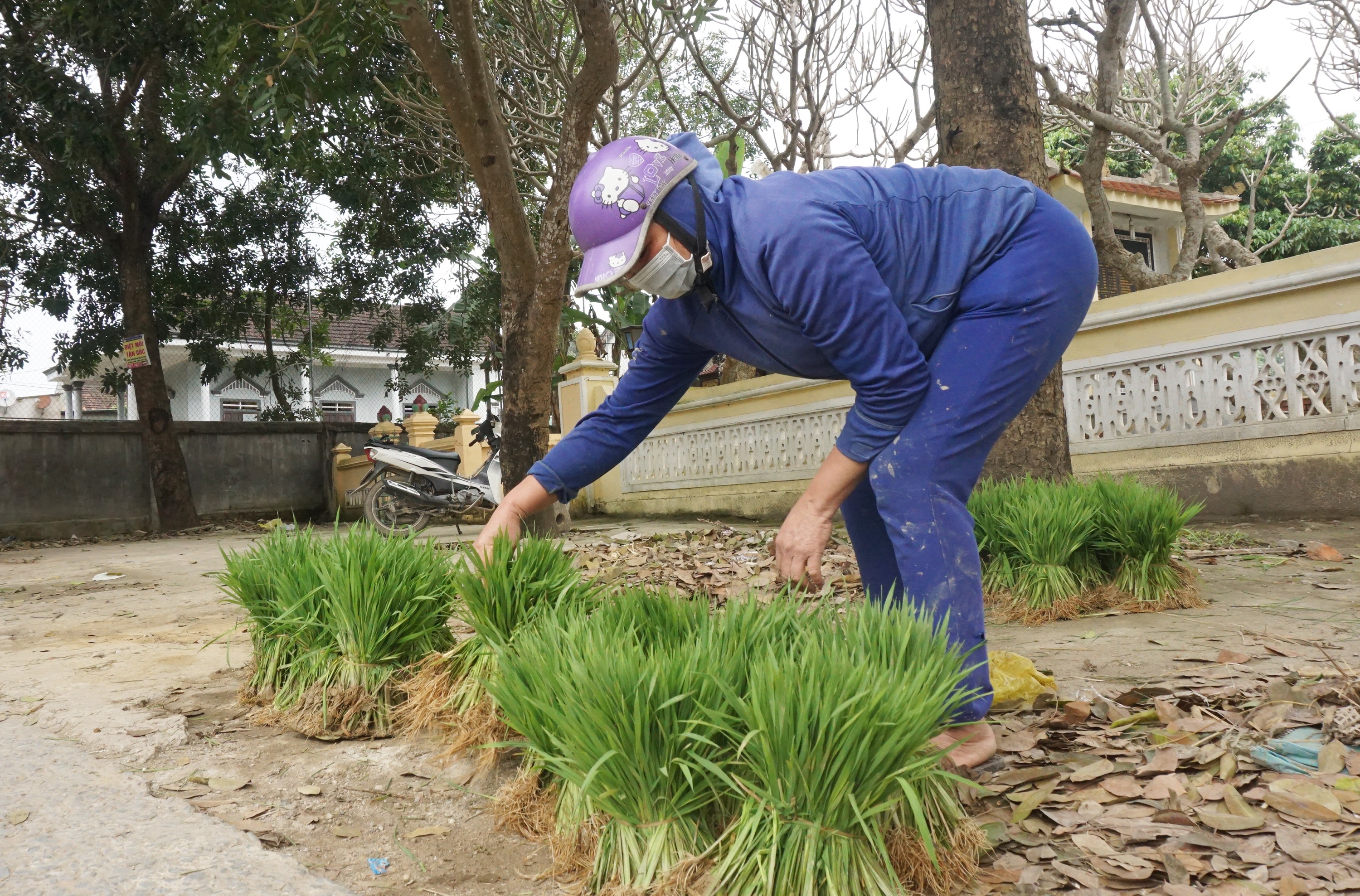 Nhổ lúa non bán như rau, nông dân bỏ túi cả trăm ngàn đồng mỗi ngày - 4