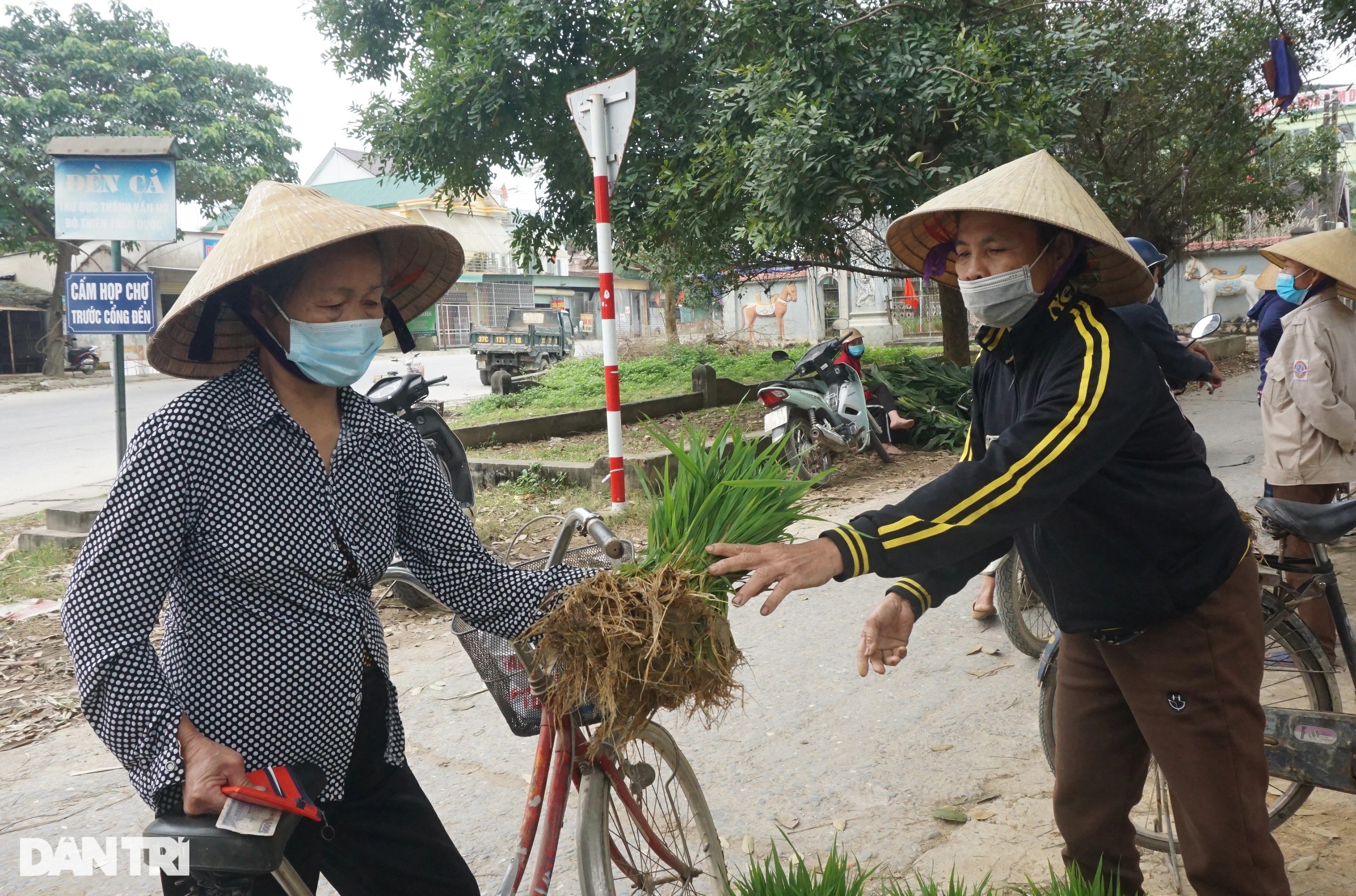 Nhổ lúa non bán như rau, nông dân bỏ túi cả trăm ngàn đồng mỗi ngày - 7