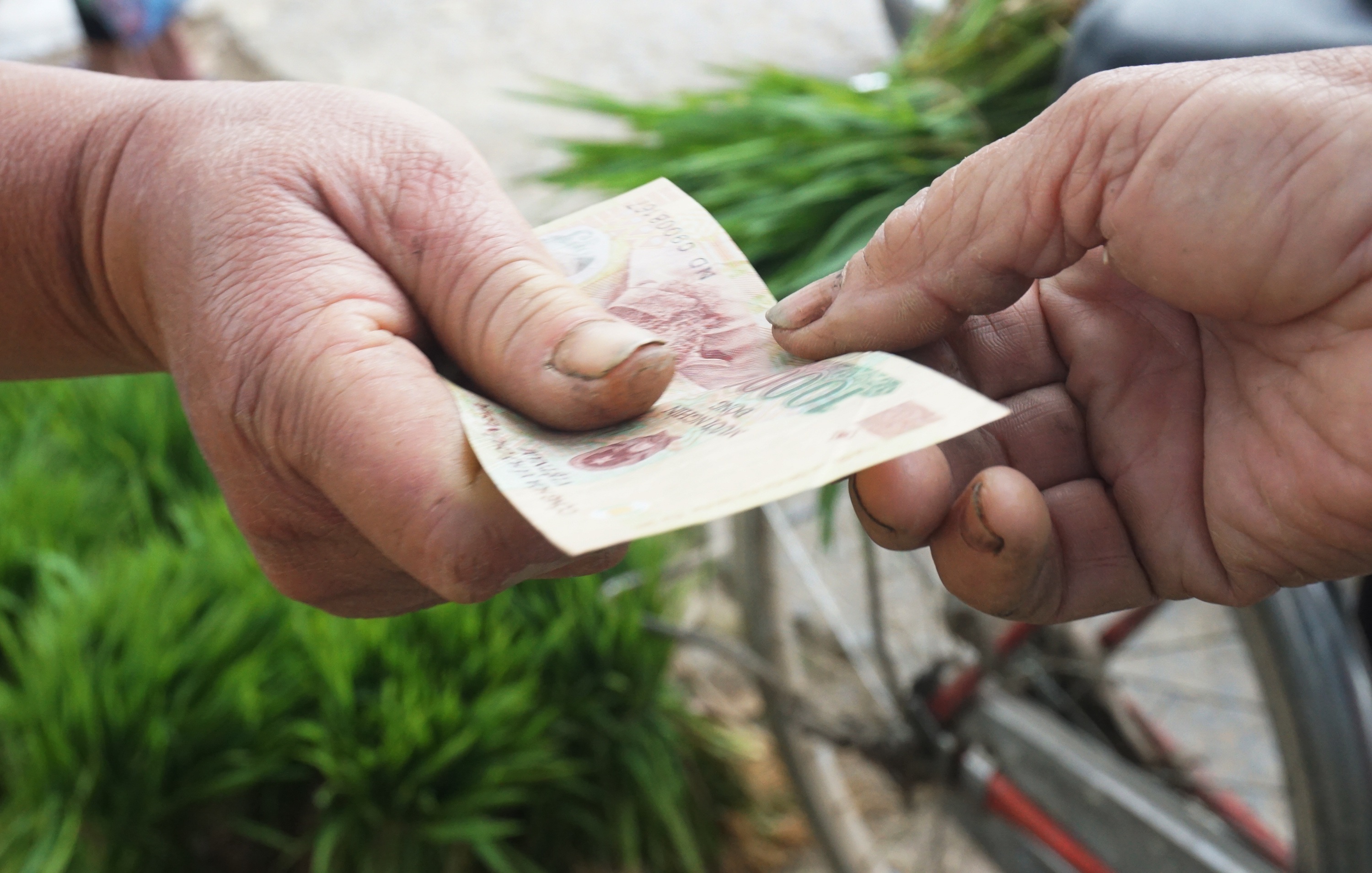 Nhổ lúa non bán như rau, nông dân bỏ túi cả trăm ngàn đồng mỗi ngày - 8