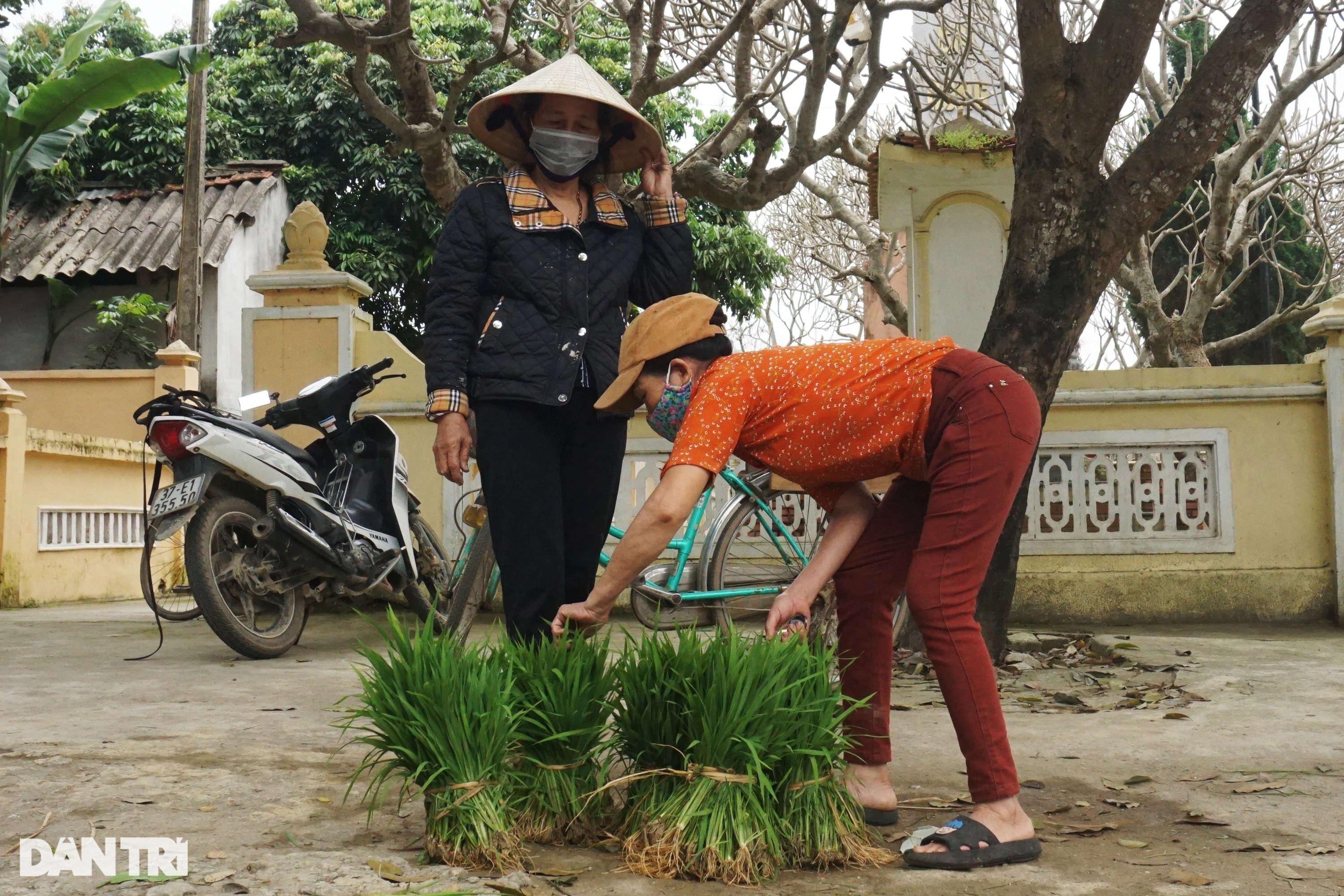 Nhổ lúa non bán như rau, nông dân bỏ túi cả trăm ngàn đồng mỗi ngày - 6