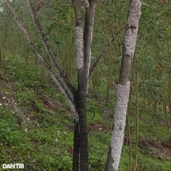 Nghề lạ nơi biên giới: Nuôi loài rệp cho thứ nhựa màu son, giá trị cao - 1