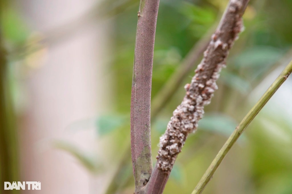 Nghề lạ nơi biên giới: Nuôi loài rệp cho thứ nhựa màu son, giá trị cao - 3