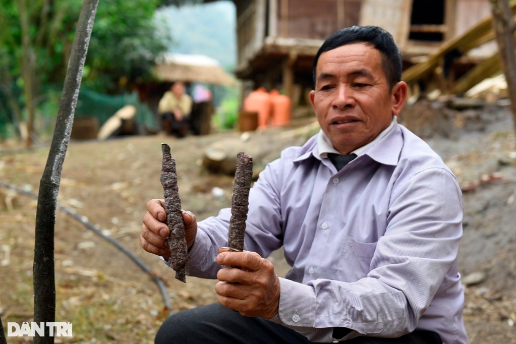 Nghề lạ nơi biên giới: Nuôi loài rệp cho thứ nhựa màu son, giá trị cao - 2