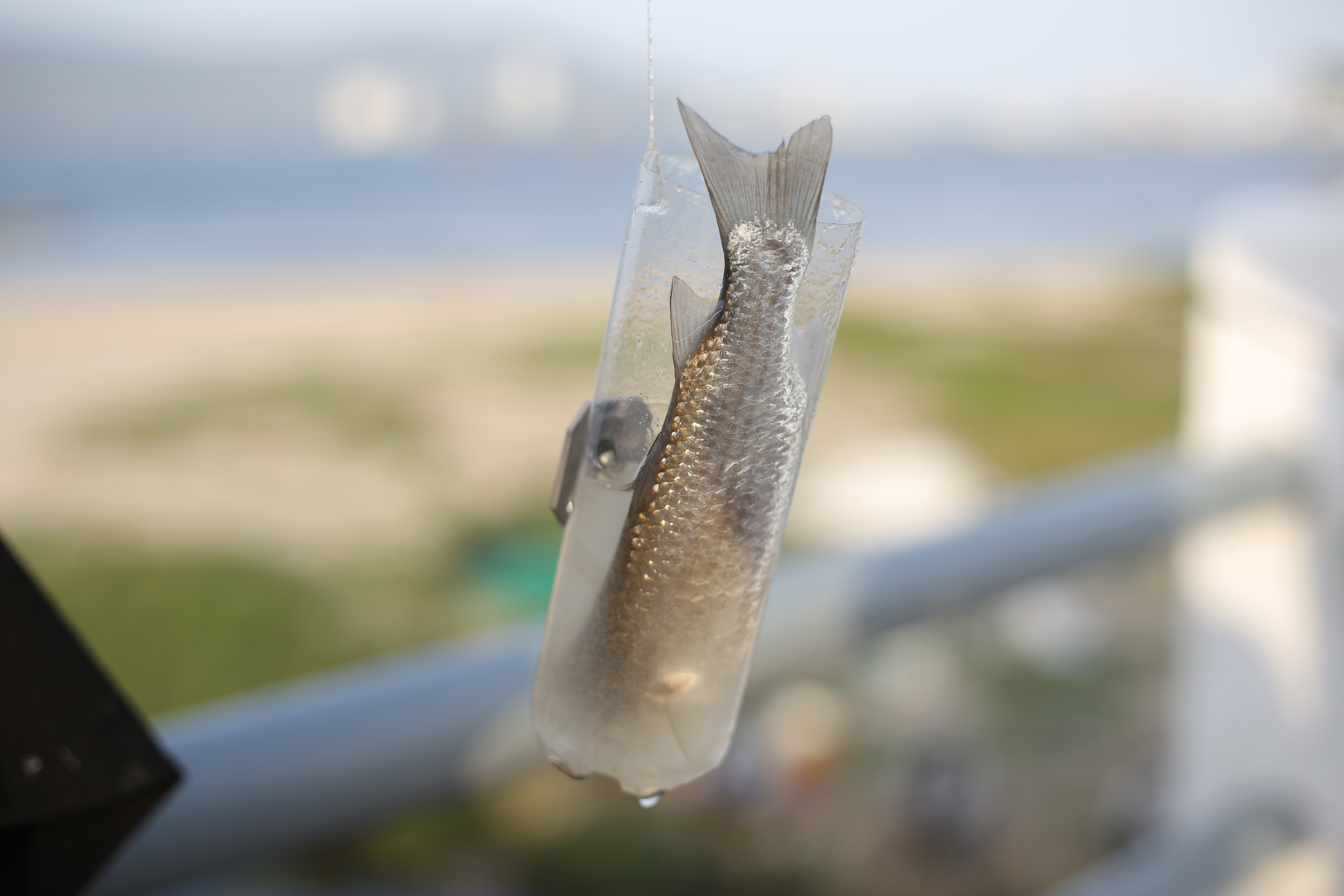 Độc đáo tuyệt chiêu câu cá bằng… chai nhựa có một không hai ở Đà Nẵng - 6