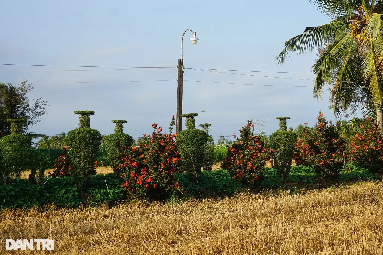 Hàng cây cảnh có một không hai khiến vạn người mê của lão nông miền Tây - 2