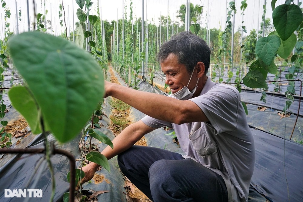 Thu tiền tỷ nhờ trồng loài cây dại, càng nắng nóng càng hái ra tiền - 1