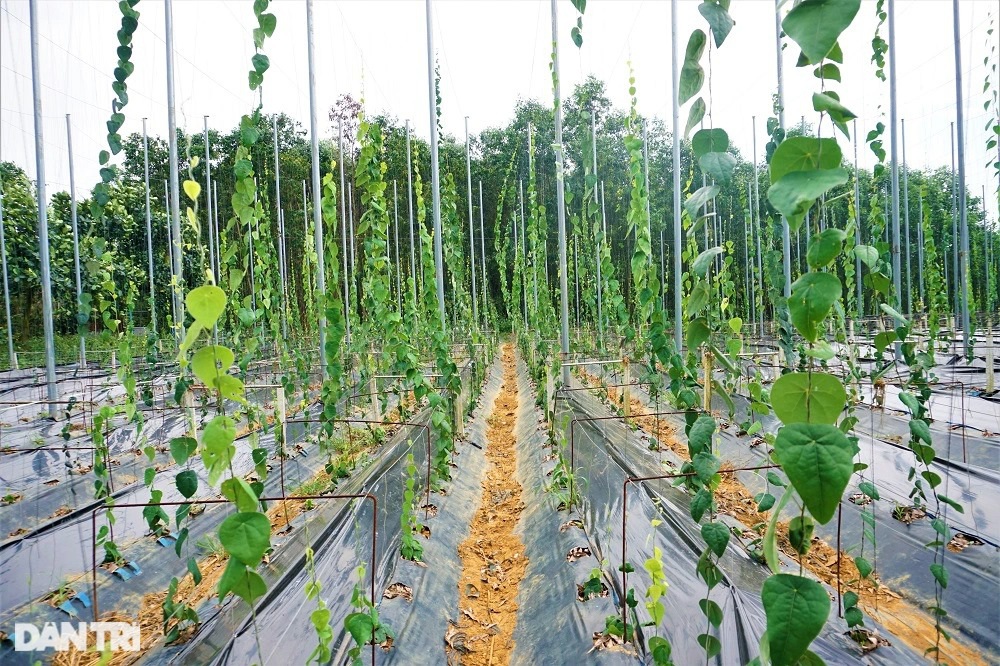 Thu tiền tỷ nhờ trồng loài cây dại, càng nắng nóng càng hái ra tiền - 9