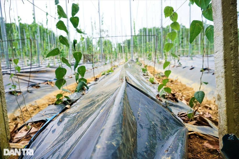 Thu tiền tỷ nhờ trồng loài cây dại, càng nắng nóng càng hái ra tiền - 10