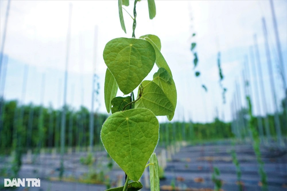 Thu tiền tỷ nhờ trồng loài cây dại, càng nắng nóng càng hái ra tiền - 11