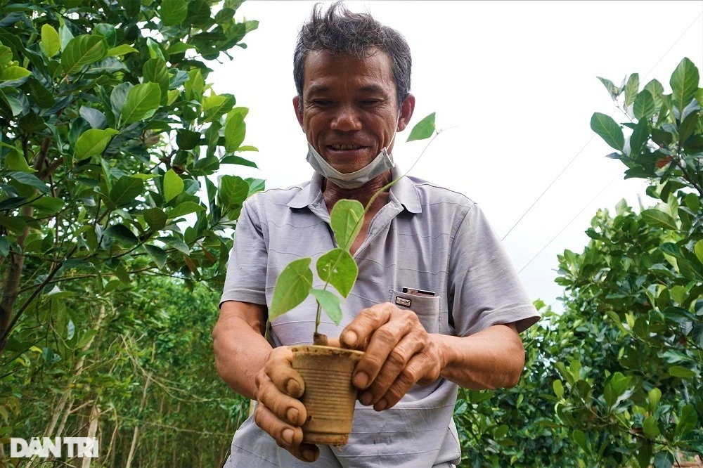 Thu tiền tỷ nhờ trồng loài cây dại, càng nắng nóng càng hái ra tiền - 7
