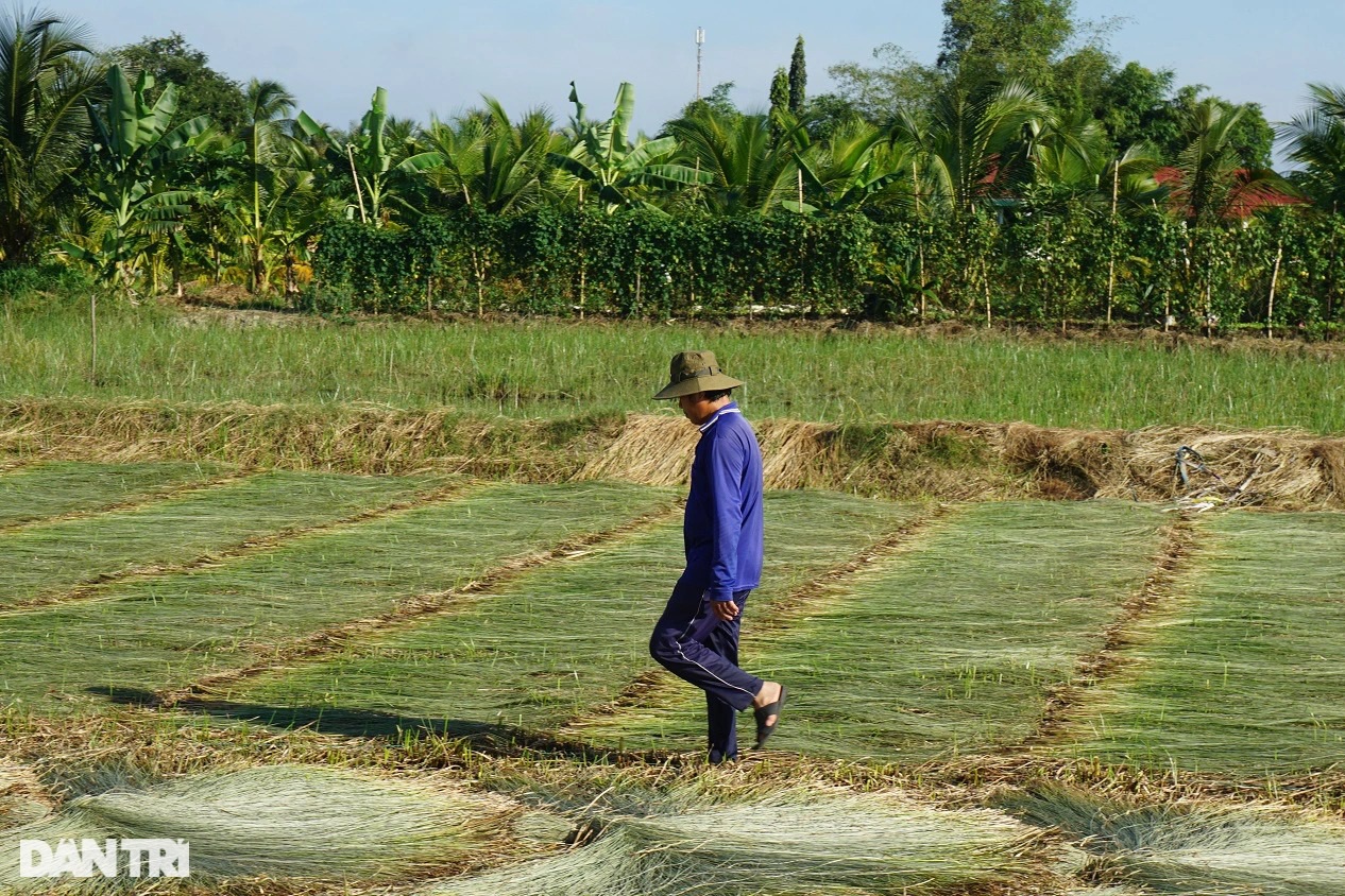 Loại cỏ cao hơn đầu người, trồng một lần gặt 7 năm, lãi gấp 3 trồng lúa - 5