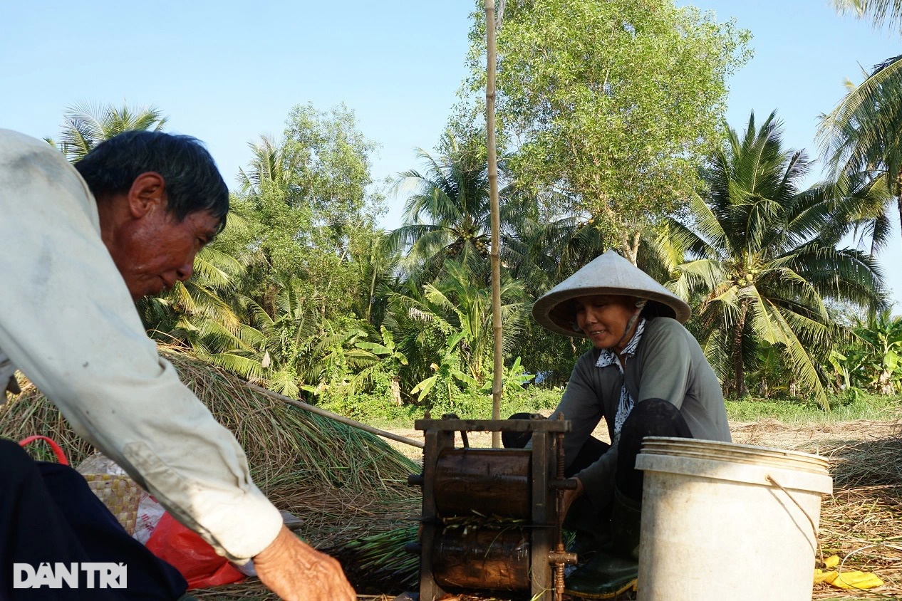 Loại cỏ cao hơn đầu người, trồng một lần gặt 7 năm, lãi gấp 3 trồng lúa - 4