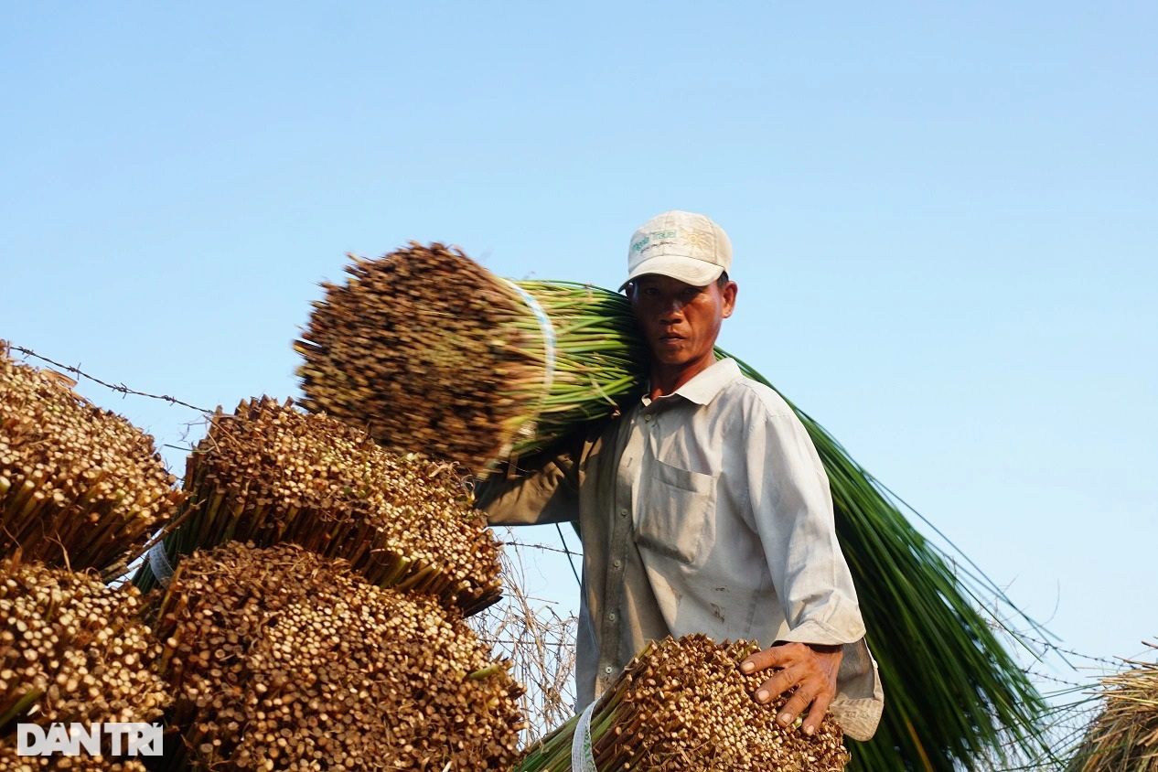 Loại cỏ cao hơn đầu người, trồng một lần gặt 7 năm, lãi gấp 3 trồng lúa - 3