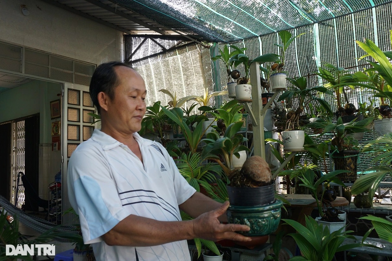 Thầy giáo miền Tây có bộ sưu tập khổng lồ hơn 500 cây dừa đột biến - 3