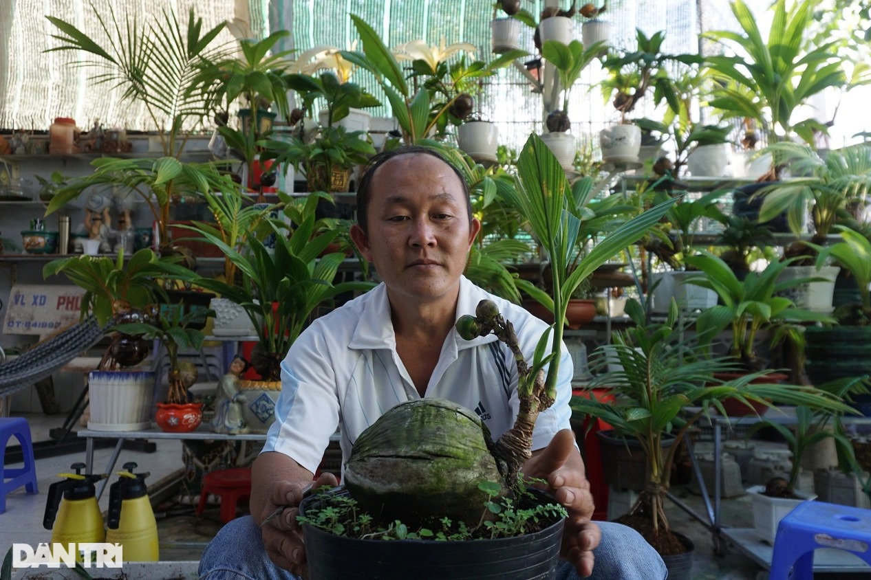 Western teacher has a huge collection of more than 500 mutant coconut trees - 2