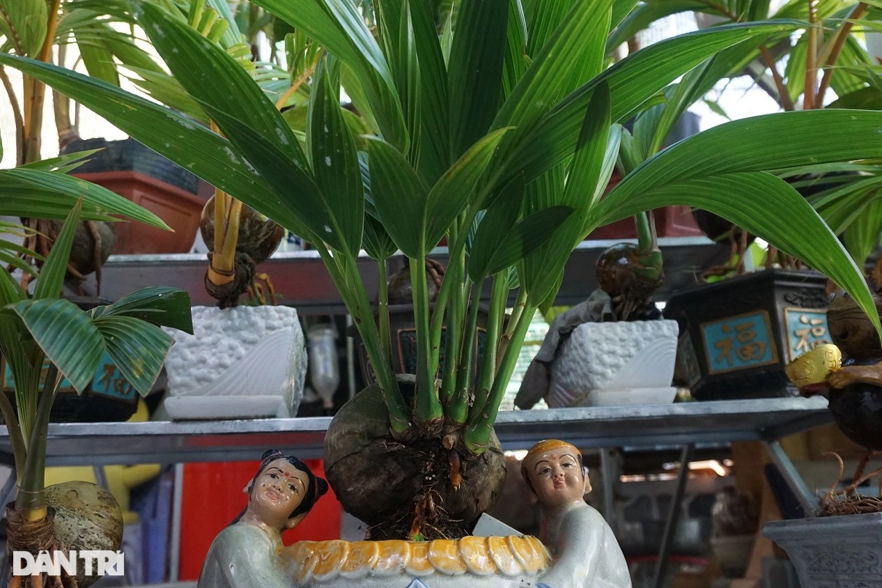 Western teacher has a huge collection of more than 500 mutant coconut trees - 4