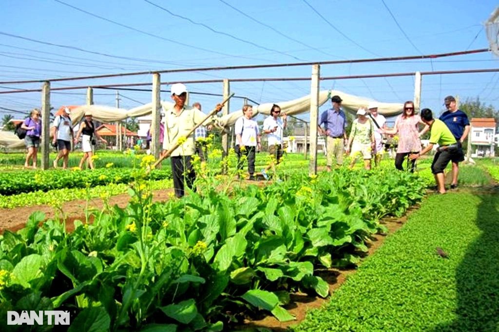 Làng rau Trà Quế được đưa vào danh mục Di sản văn hóa phi vật thể quốc gia - 2