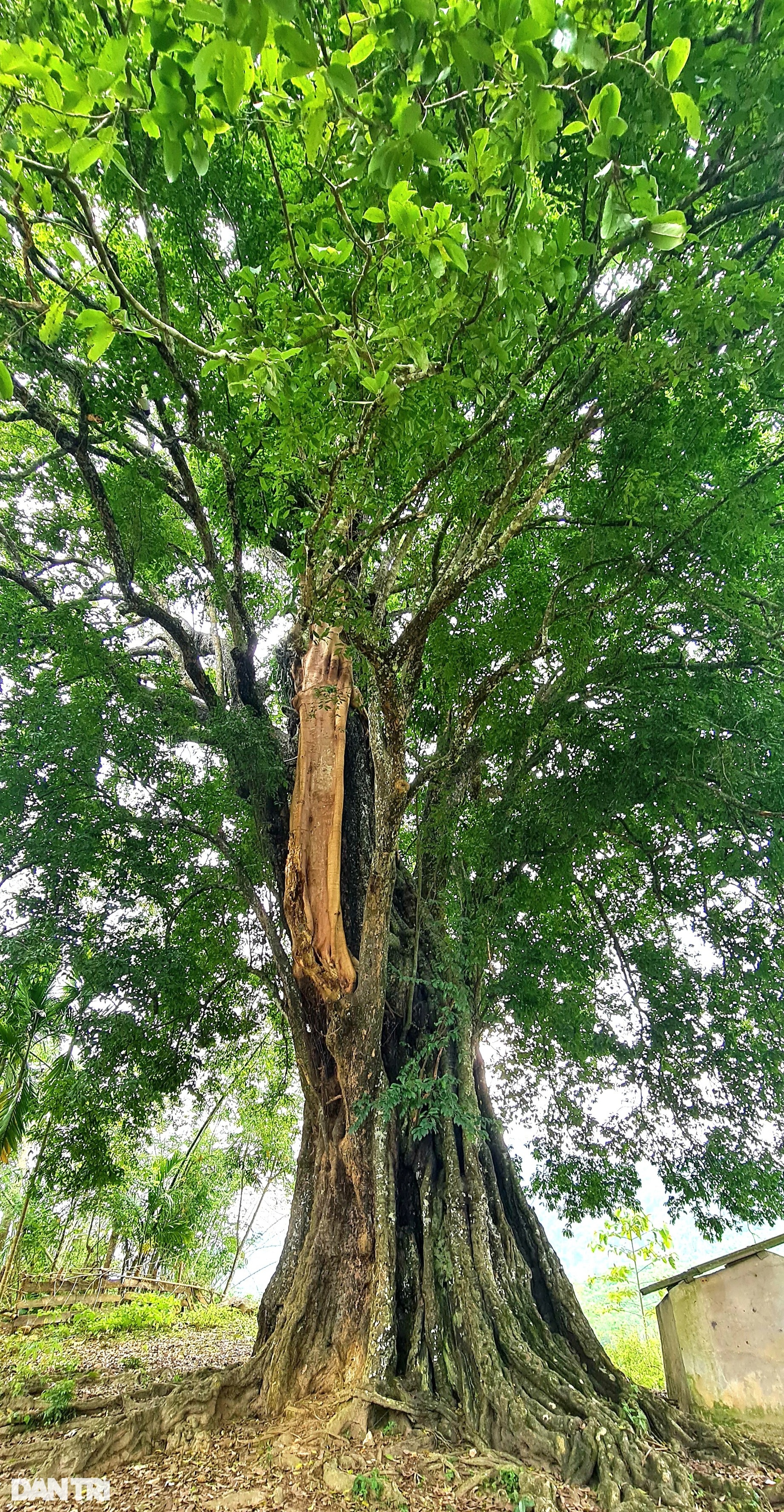 Những báu vật sống hàng trăm năm tuổi - 7