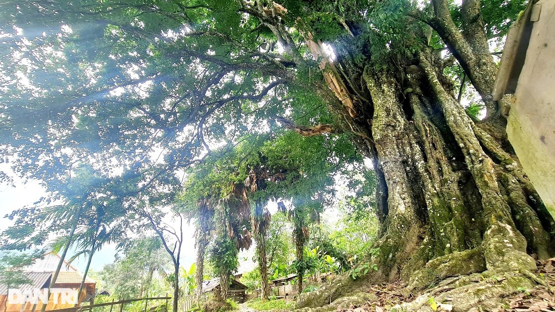 Những báu vật sống hàng trăm năm tuổi - 4