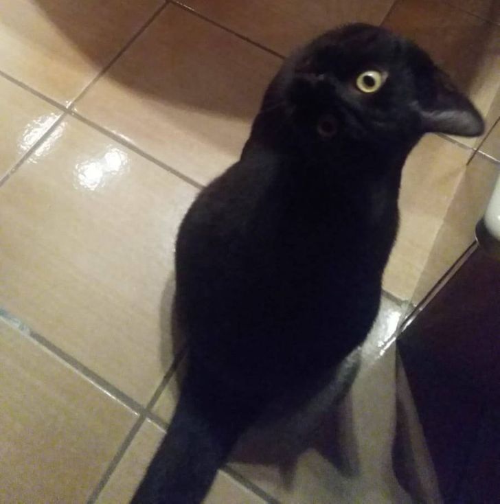 Bạn mất bao nhiêu lâu để nhận ra sự thật về con vật trong ảnh? Một con mèo, hay một con quạ?