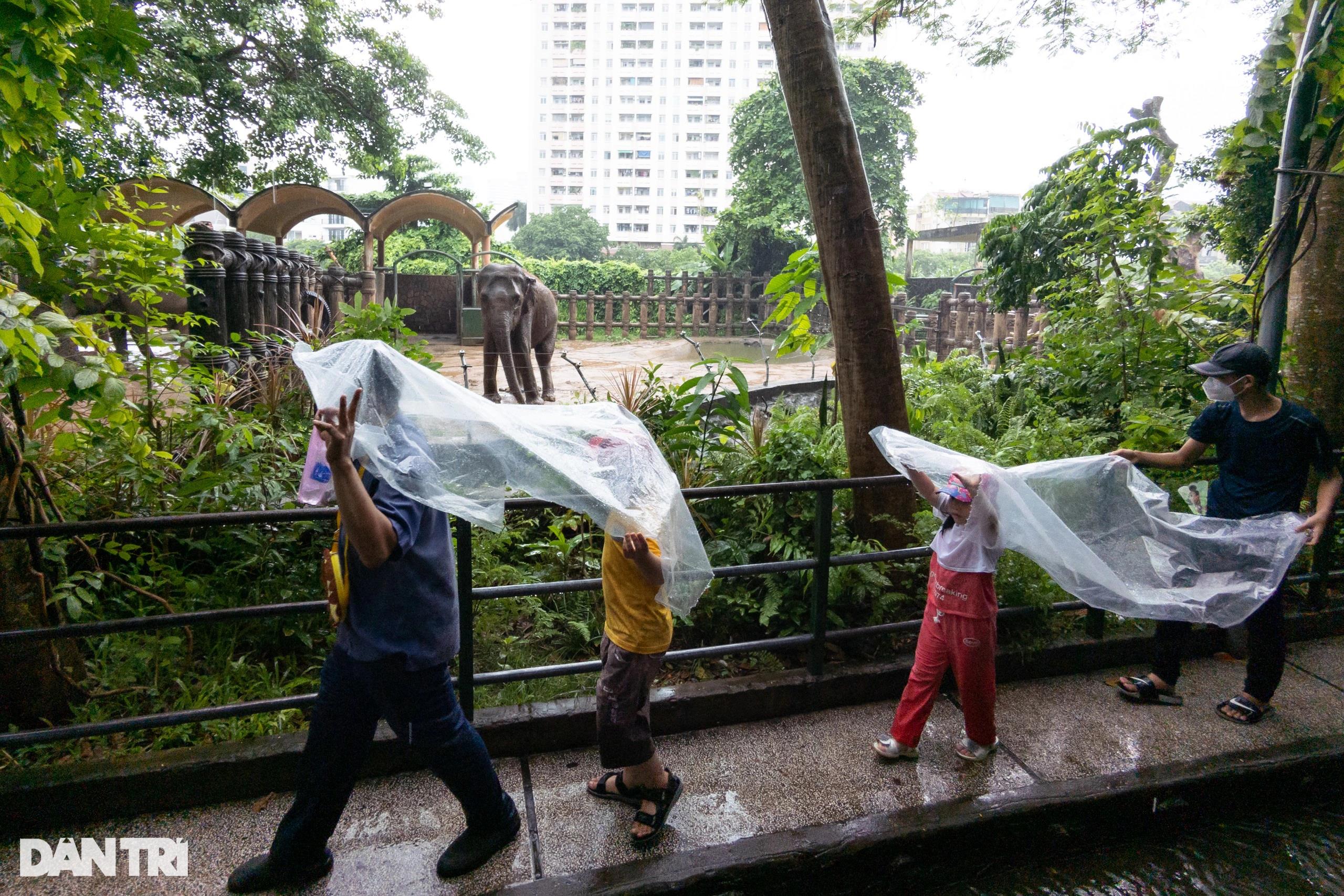 Hàng nghìn du khách dầm mưa vui chơi dịp lễ tại Thảo Cầm Viên TPHCM - 9