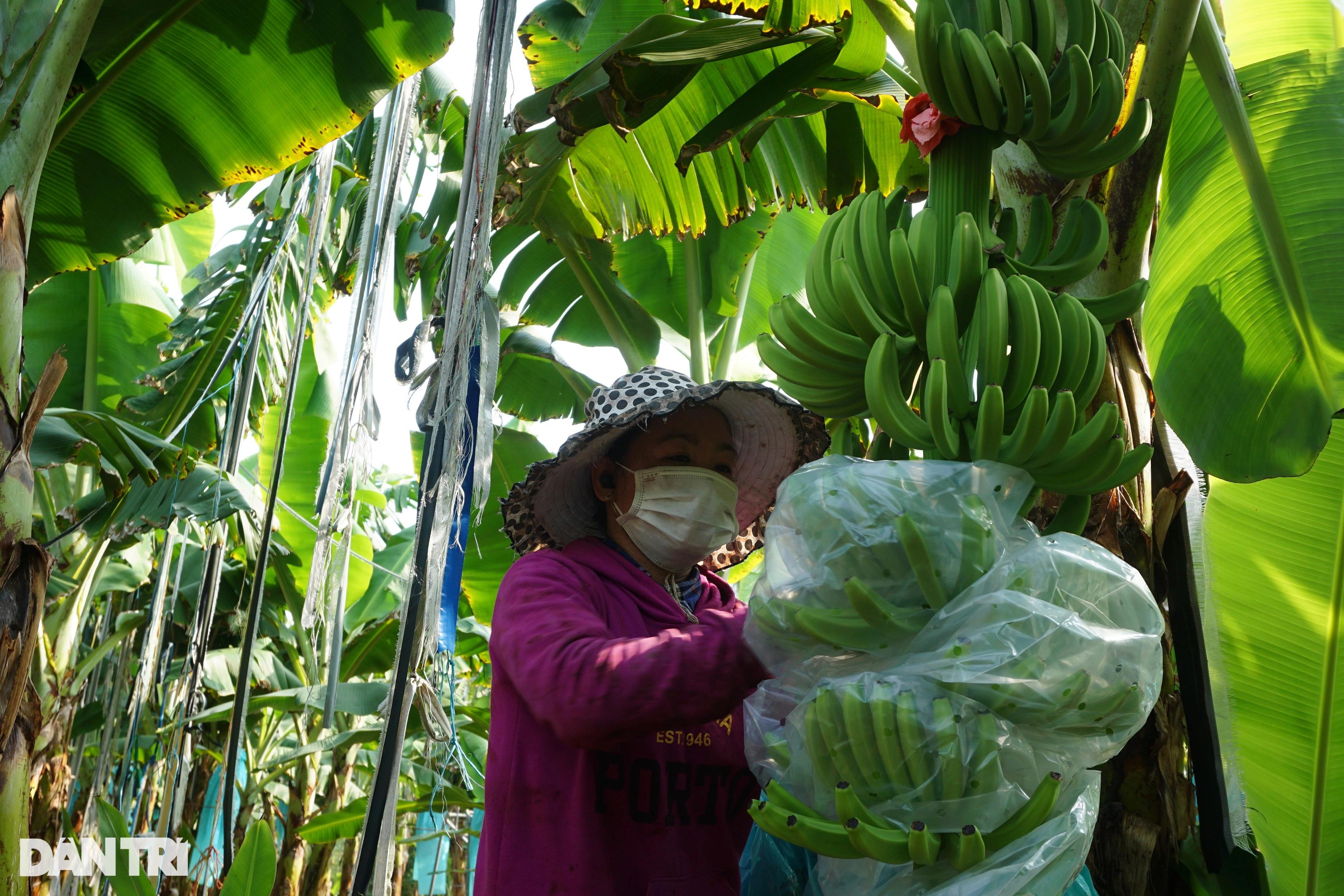 Lão nông kể chuyện ăn đất để có gia sản triệu đô - 8