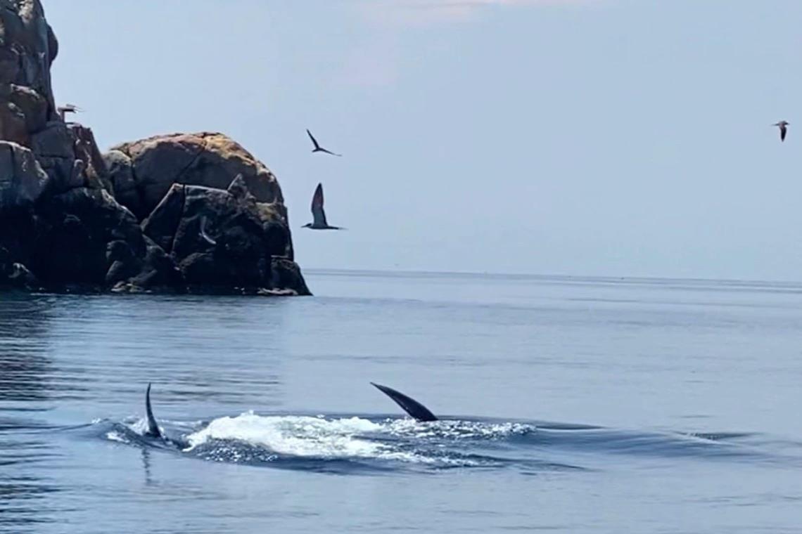 Cá voi xanh lần đầu tiên xuất hiện ở biển Đề Gi - Bình Định - 1