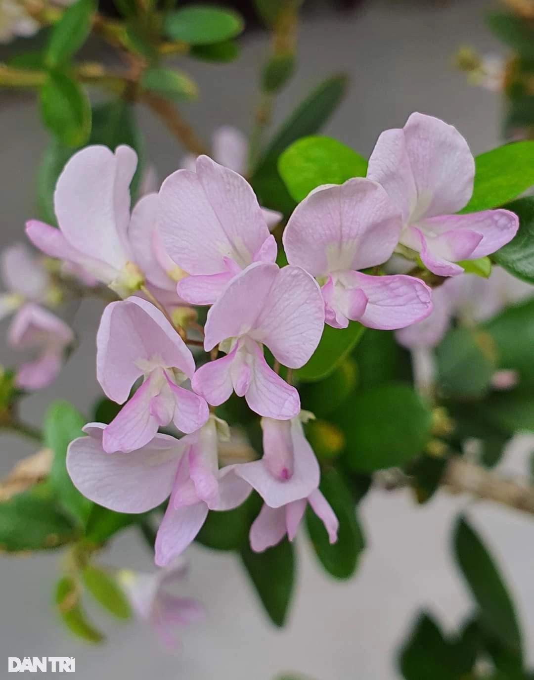 Từ 100 triệu đầu tư trồng linh sam núi, thanh niên bất ngờ thành tỷ phú - 5