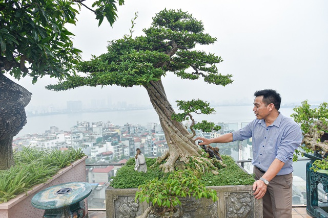 'Đã mắt' với cây mai chiếu thủy thân vặn xoắn ốc trị giá hàng tỷ đồng