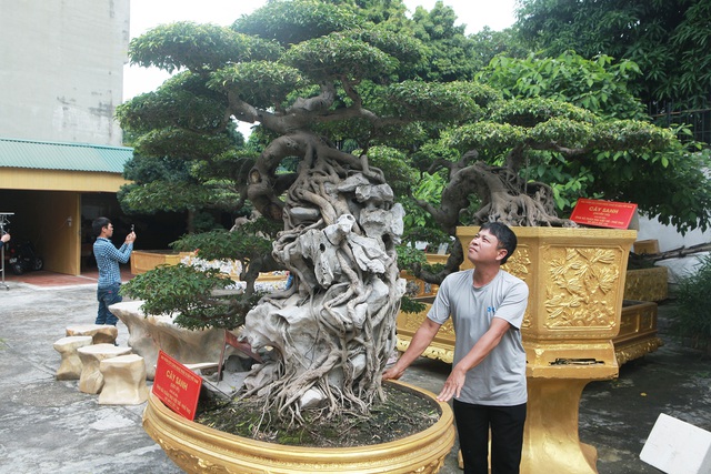 Chiêm ngưỡng cặp sanh cổ 'mọc ngược' giá 10 tỷ đồng của nữ đại gia Phú Thọ