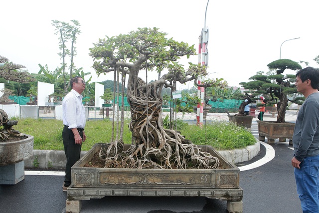 Mãn nhãn cây đa dáng làng có giá 2 tỷ đồng 'độc nhất vô nhị' ở Hà Nội