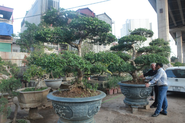 Cận cảnh những 'lão ngâu' bonsai hiếm có, giá trăm triệu đồng không bán