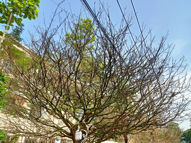 mai-11-1612650774492.jpg