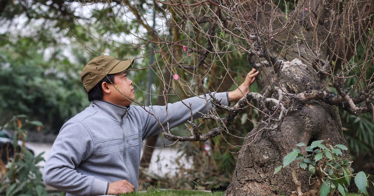 Cận cảnh gốc đào rừng trăm tuổi, nặng hơn 1 tấn thu hút đại gia chơi Tết