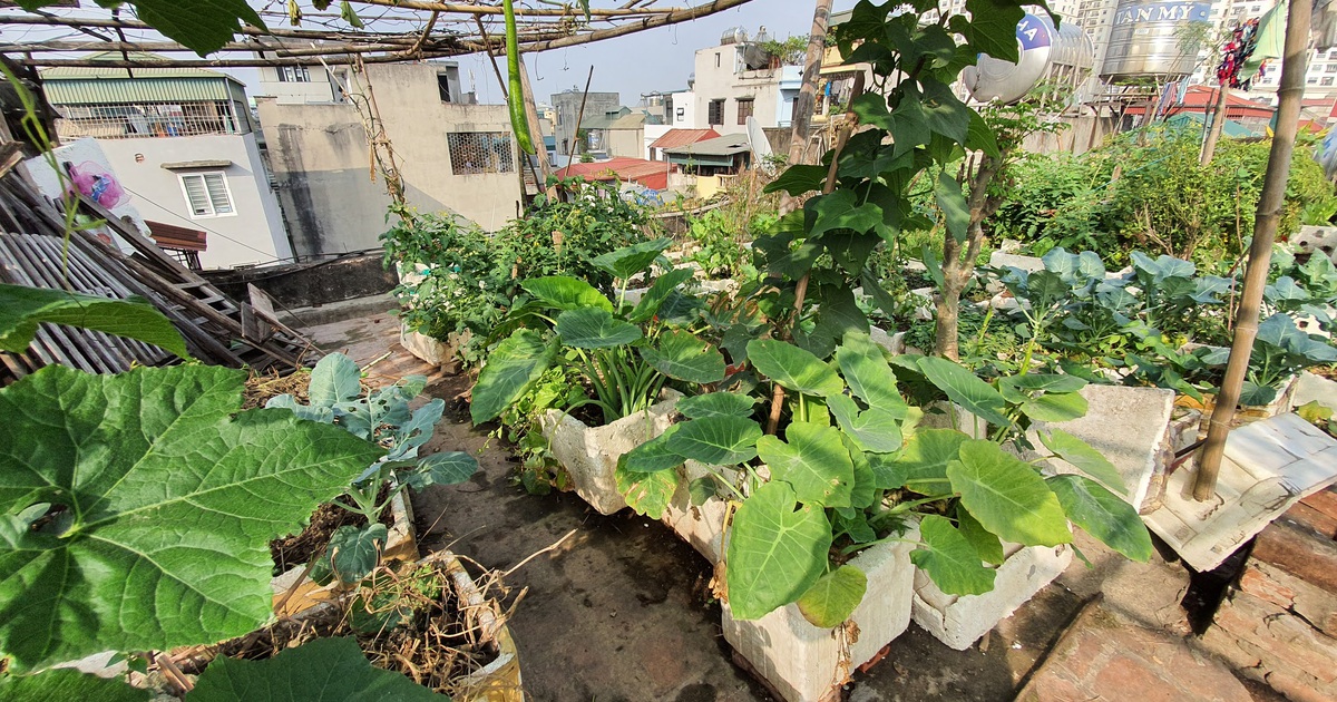 Độc đáo “nông trại” trồng rau, nuôi gà trên sân thượng, giữa lưng trời ở Hà Nội
