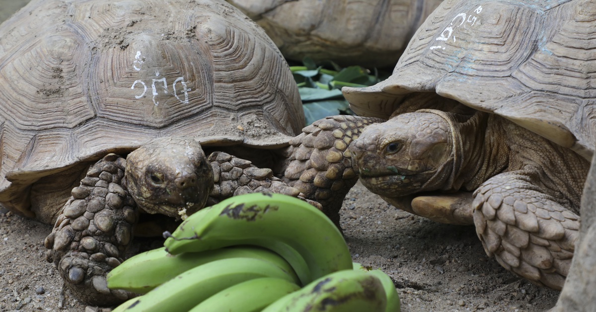Rùa cạn 'khổng lồ' giá vài chục triệu chơi tết Nguyên đán