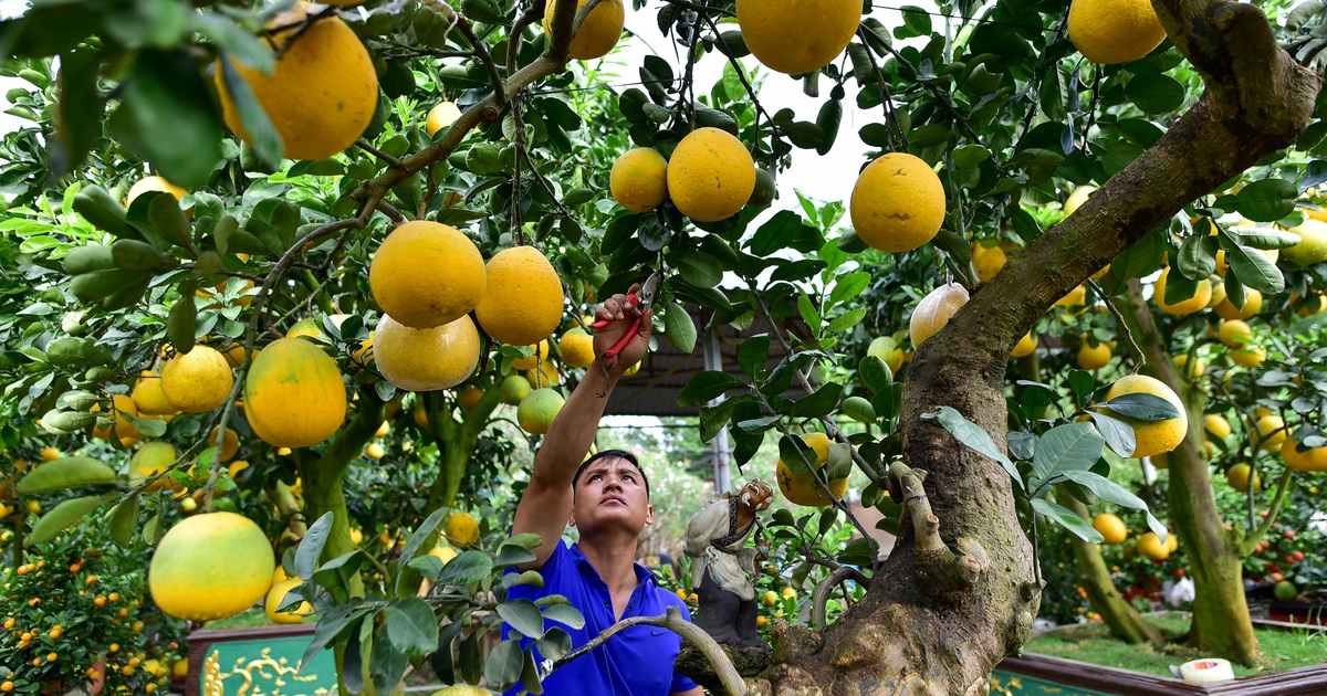 Cây bưởi cổ thụ thế 'bạt phong hồi đầu' giá trăm triệu gây sốt ở Hưng Yên