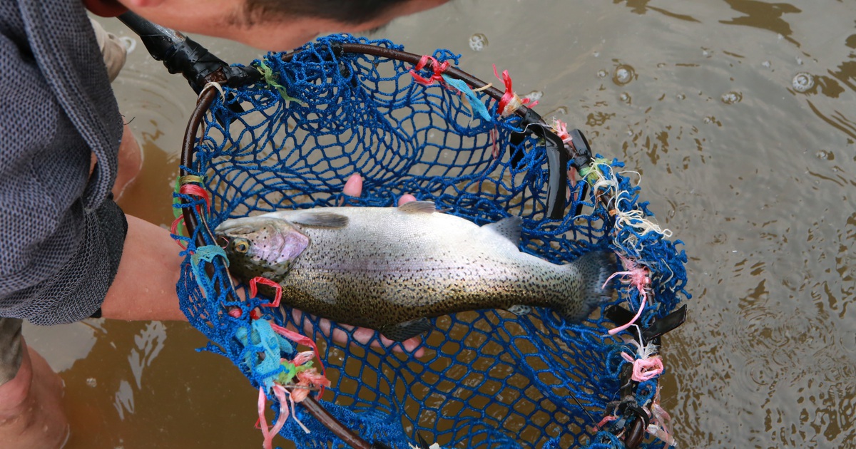 Tiểu thương “kêu trời” vì cá hồi Sa Pa trượt giá