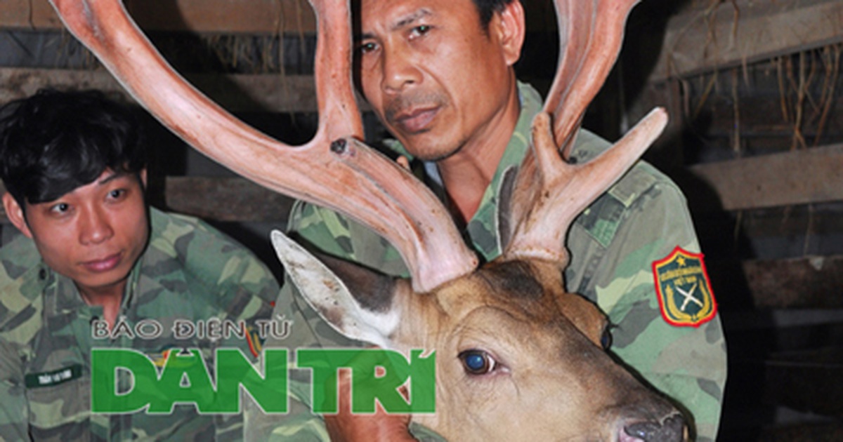 Cận cảnh cặp nhung 'siêu khủng' vừa được xác lập tại Hà Tĩnh