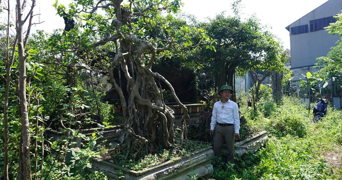 Khu vườn bỏ hoang toàn 'siêu cây' bạc tỷ của đại gia nức tiếng một thời