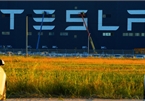 Tesla tạm dừng sản xuất ô tô trên toàn thế giới